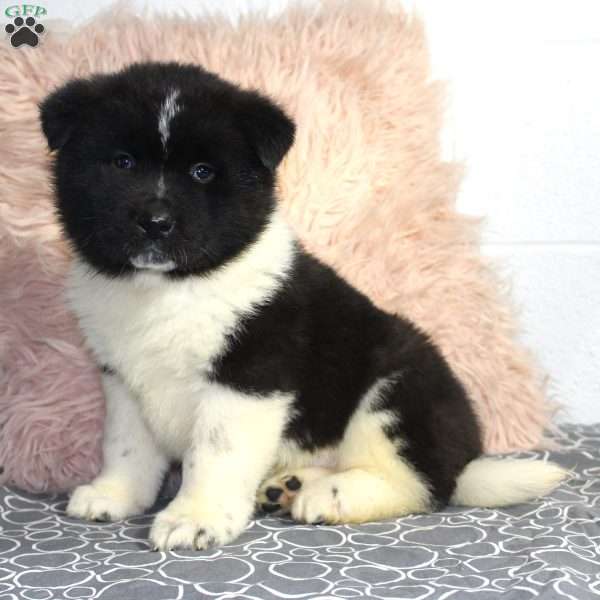 Ranger, Akita Puppy